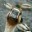 SacredPirateGoose