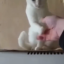 Гарцующий кролик Гарцующий кролик