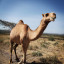 Верблюд. Часть 1.