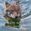 [Элвиннский Лес]: Откуда взялись эти волки?
