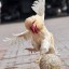 [Азшарские Виверны] Очередное пополнение в сестринстве?